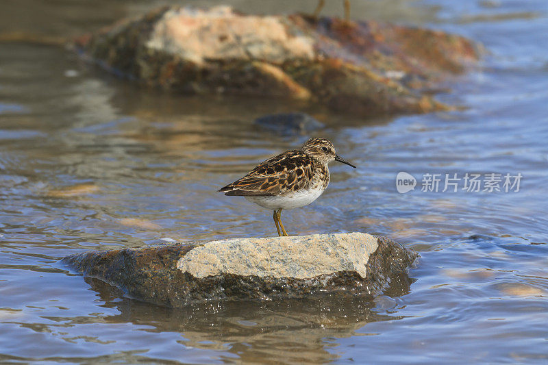 至少鹬(Calidris minutilla)